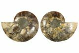 Cut & Polished, Agatized Ammonite Fossil - Madagascar #308730-1